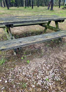 Kötü davranışlara bir örnek: binlerce ayçiçeği tohumu doğal bir parkta tarlaya saçılmış durumda..