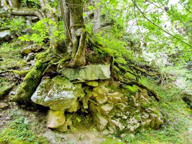 Bir meşe ağacının kökleri onu destekleyen taşları tutar, Ruta del Alba Redes Doğal Parkı, Asturias, İspanya