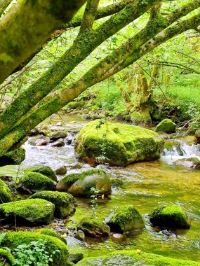 Alta Nehri, Alba Yolu, Redes Doğal Parkı, Asturias, İspanya,