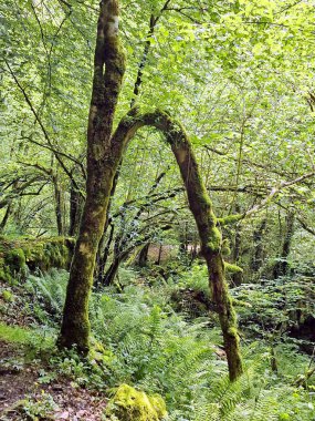Redes Doğal Parkı 'nda, Asturias, İspanya' daki Alba Route 'nin yanında ilginç bir ağaç var.
