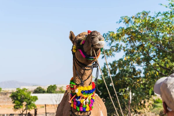 Camellos Decorados Las Tribus Del Desierto Que Visitan Ciudad Para — Foto de Stock