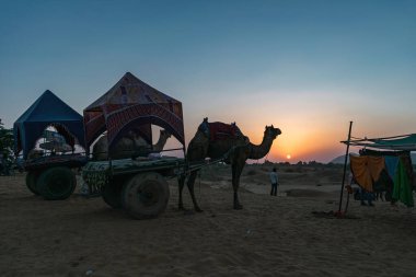 Gezici deve, çölden geçerek kutsal şehrin sınırlarına gidiyor.