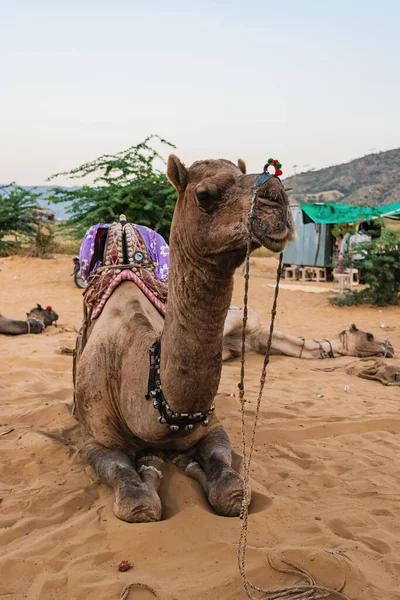 观光骆驼骑过沙漠到达圣城的郊区 — 图库照片