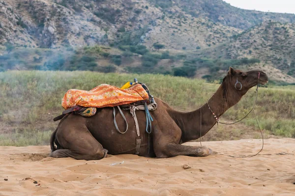 Paseo Camello Por Desierto Las Afueras Ciudad Sagrada —  Fotos de Stock