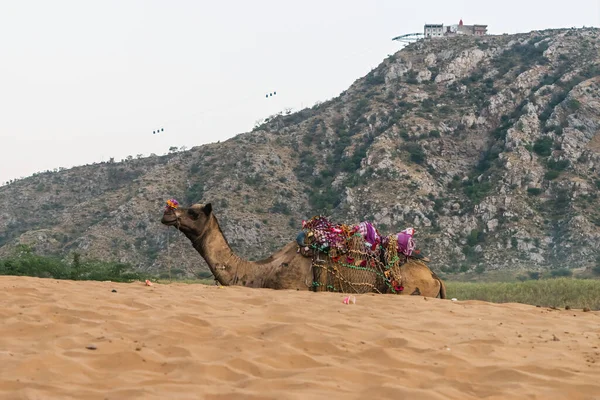 观光骆驼骑过沙漠到达圣城的郊区 — 图库照片