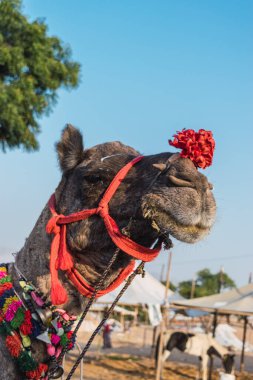 Yıllık festival için şehri ziyaret eden çöl kabilelerinin madalyalı develeri..