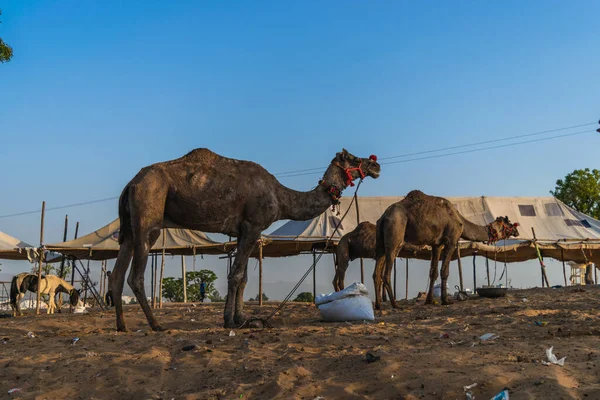 Sightseeing Kamel Rida Genom Öknen Till Utkanten Den Heliga Staden — Stockfoto