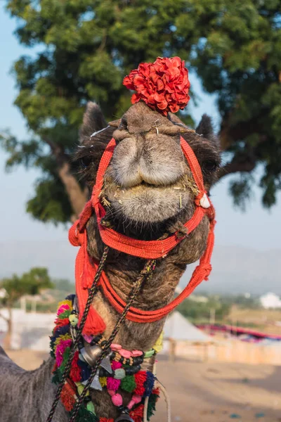 Geschmückte Kamele Der Wüstenstämme Besuchen Die Stadt Zum Jährlichen Fest — Stockfoto