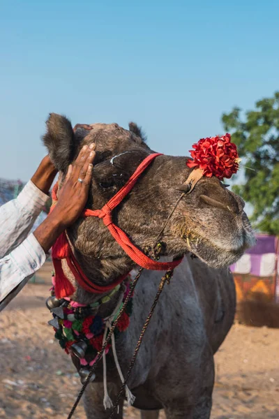 Dekorerade Kameler Från Ökenstammarna Besöker Staden För Den Årliga Festivalen — Stockfoto