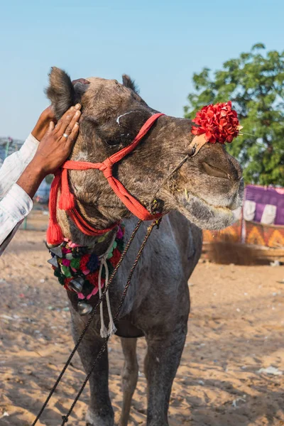 Dekorerade Kameler Från Ökenstammarna Besöker Staden För Den Årliga Festivalen — Stockfoto