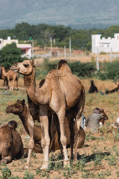 Sightseeing Kamelritt Durch Die Wüste Bis Den Rand Der Heiligen — Stockfoto