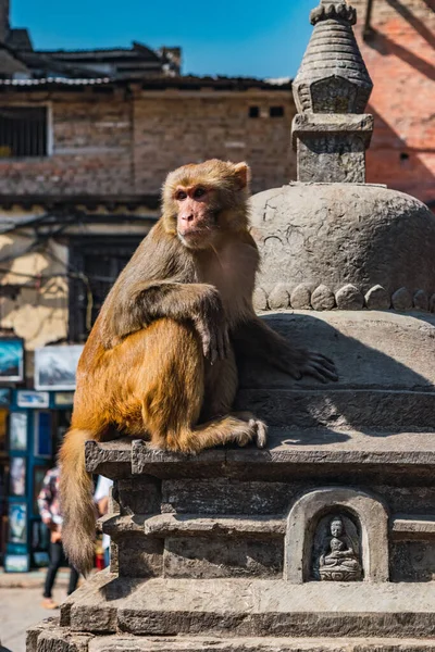 Apentempel Stad Kathmandu Top Van Stad — Stockfoto