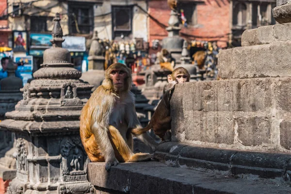 The monkey temple in the city of Kathmandu at the top of the city.