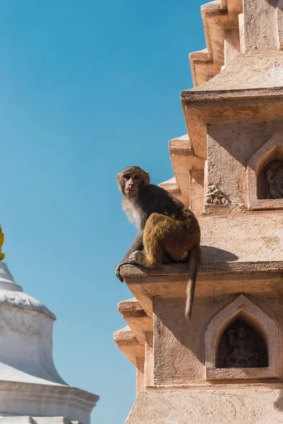 The monkey temple in the city of Kathmandu at the top of the city.