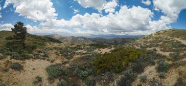 Önünde yalnız bir ağaç olan bir çöl manzarasının panoramik görüntüsü. Gökyüzü bulutlu ve güneş bulutların arasından parlıyor.