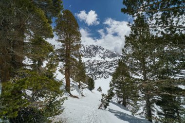 Pacific Crest Patikası. Önünde ağaçlar olan karlı bir dağ sırası. Gökyüzü mavi ve güneş parlıyor.