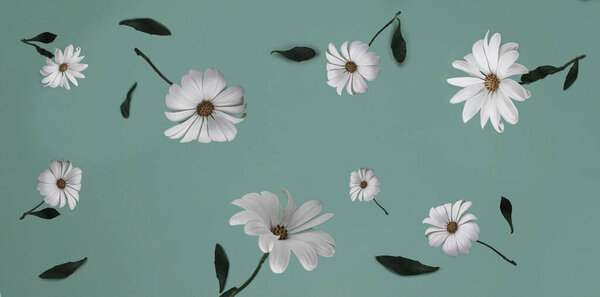 floral background on a green or blue background. Daisy.