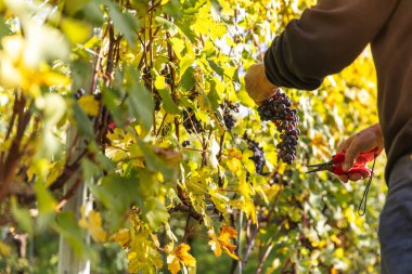 Şarap üretimi için Alplerin yakınındaki İtalyan üzüm bağlarından üzüm hasadı