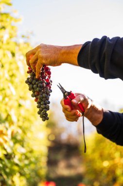 Şarap üretimi için Alplerin yakınındaki İtalyan üzüm bağlarından üzüm hasadı