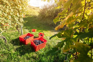 Şarap üretimi için Alplerin yakınındaki İtalyan üzüm bağlarından üzüm hasadı