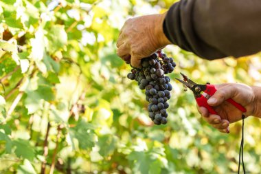 Üzüm bağlarından üzüm topluyorum. Şarap yapımı. Sonbahar üzüm hasadı. İtalya