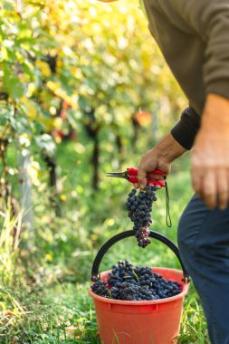Üzüm bağlarından üzüm topluyorum. Şarap yapımı. Sonbahar üzüm hasadı. İtalya