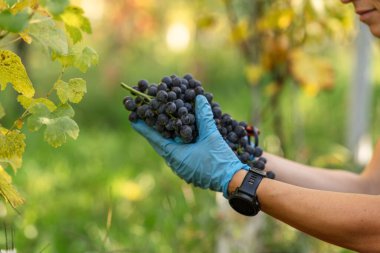Üzüm bağlarından üzüm topluyorum. Şarap yapımı. Sonbahar üzüm hasadı. İtalya