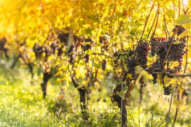 Üzüm bağlarından üzüm topluyorum. Şarap yapımı. Sonbahar üzüm hasadı. İtalya