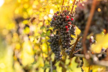 Üzüm bağlarından üzüm topluyorum. Şarap yapımı. Sonbahar üzüm hasadı. İtalya