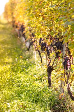 Üzüm bağlarından üzüm topluyorum. Şarap yapımı. Sonbahar üzüm hasadı. İtalya