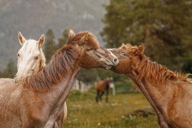 Atlar doğada koşar. Otlaklardaki güzel atlar.