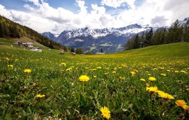 Taze bahar yeşilliği, çiçekler ve açık güneşli hava. Bahar manzarası
