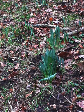 Daffodil leaves sprouting in Ightenhill Park in Burnley on a fine Spring Morning