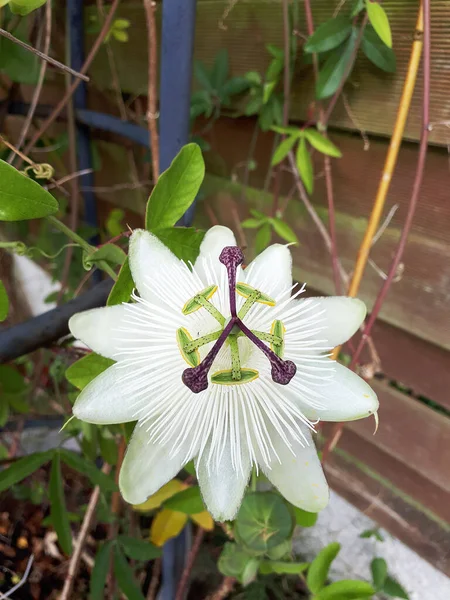 Biały Kwiat Namiętności Ślubnej Moim Ogrodzie Burnley Lancashire Anglia Dla — Zdjęcie stockowe