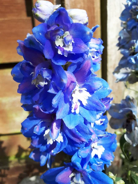 Lancashire Ngiltere Deki Bir Bahçedeki Delphiniumların Koyu Mavi Çiçekleri — Stok fotoğraf
