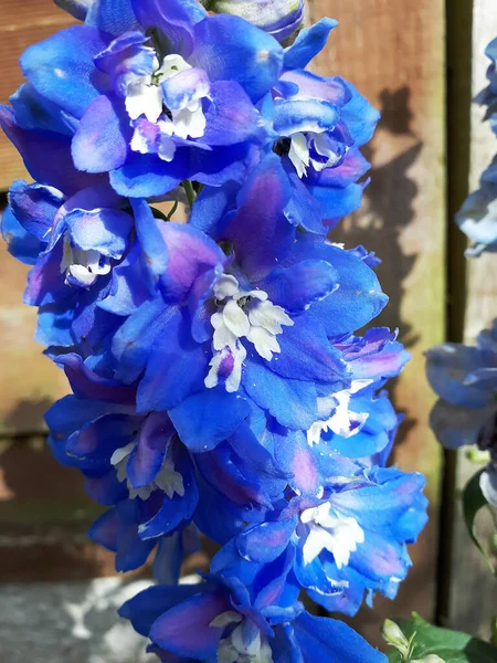 Lancashire Daki Burnley Bahçesi Ndeki Delphinium Koyu Mavi Çiçekler — Stok fotoğraf
