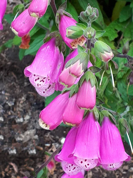 Pink Panther Foxglove in my garden in Burnley LancashireA lot of gardeners will not plant Foxgloves as they contain digitalis which can affect the heart