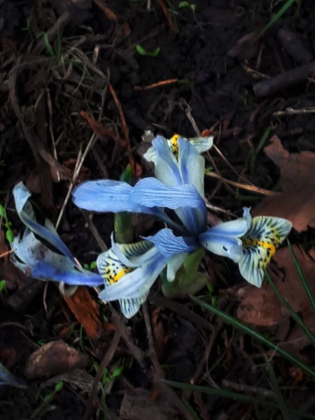 Petite Fleur Iris Seulement Pouces Haut Dans Parc Ightenhill Burnley — Photo