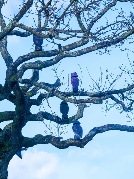 伯恩利兰开夏郡Ightenhill冬天的树上猫头鹰 它们不是真的 尽管这棵树是一棵普通的树 — 图库照片