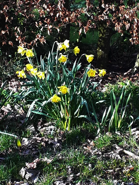 Miniaturowe Żonkile Parku Ightenhill Burnley Lancashire Mówią Nam Wiosna Znów — Zdjęcie stockowe