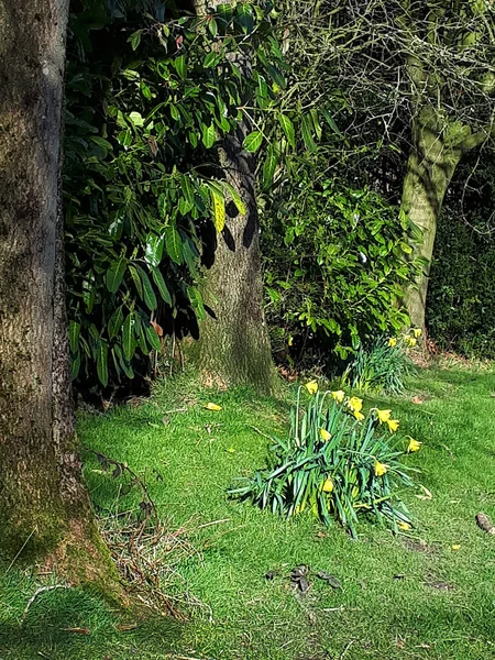 Żonkile Wczesną Wiosną Parku Ightenhill Burnley Lancashire — Zdjęcie stockowe