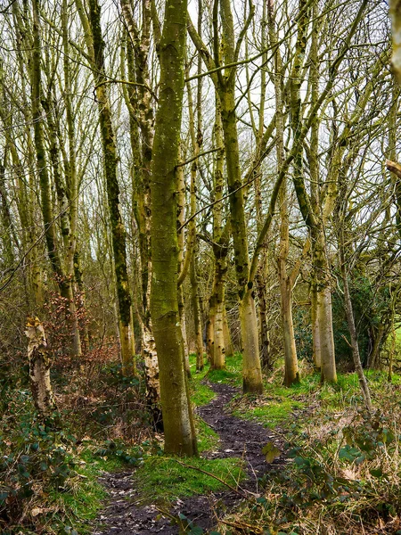 Woodland Obrzeżach Osiedla Mieszkaniowego Granicy Miasta Kraju Burnleyllancashire — Zdjęcie stockowe