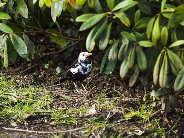 stock image Black and white blackbird in Ightenhill Park in Burnley.This plumage is caused by a rare condition called Leucism which is a male bird genetic  mutation