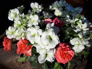 Anneler Günü Buketi, kamelyaları ve beyaz demet çiçeklerini ne kadar önemsediğini göstermek için.