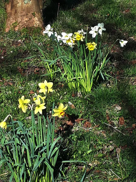 Wild Daffodils Wood Springtime Burnley Lancashire — Stock Photo, Image