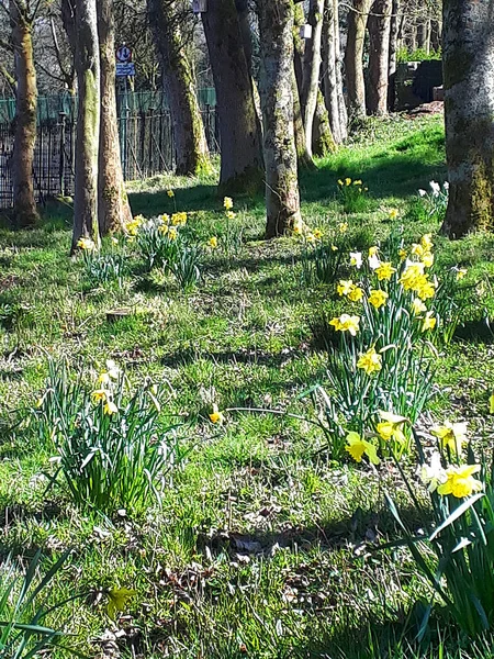 Narcisos Salvajes Bosque Primavera Burnley Lancashire —  Fotos de Stock