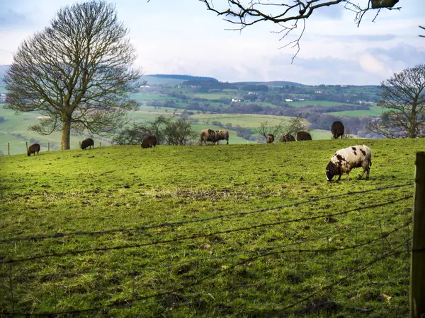 sheep on a farm with farm buildings and Pendle Hill in Background. This farm is on the edge of Burnley in Lancashire