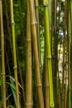 Yeşil bambu ormanları