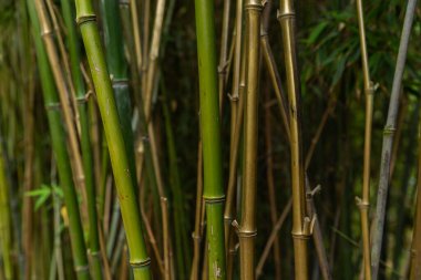 Bambu arka planı, bir bambu bitkisinin kapağı.