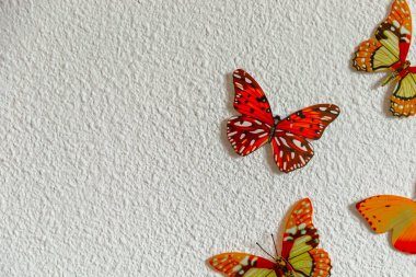 Beyaz arka planda renkli kelebek